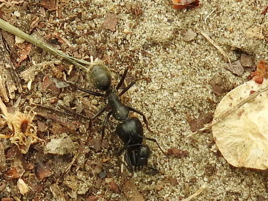 Camponotus vagus - fekete lóhangya