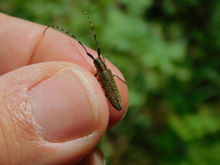 Agapanthia villosoviridescens - fehérgyűrűs bogáncscincér