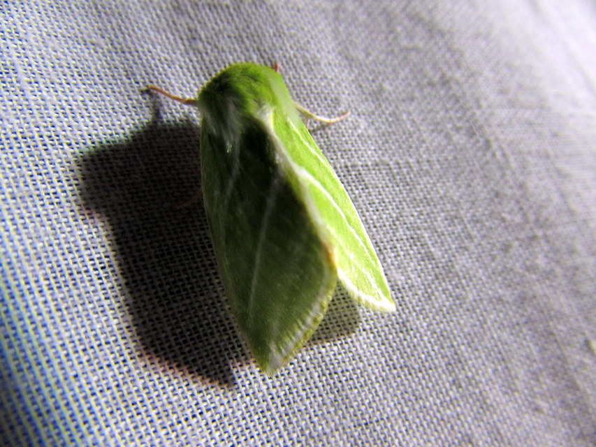 Pseudoips prasinana - bükkfa-zöldbagoly