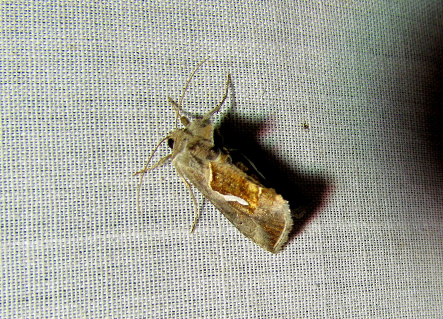 Macdunnoughia confusa - cseppfoltos ezüstbagoly