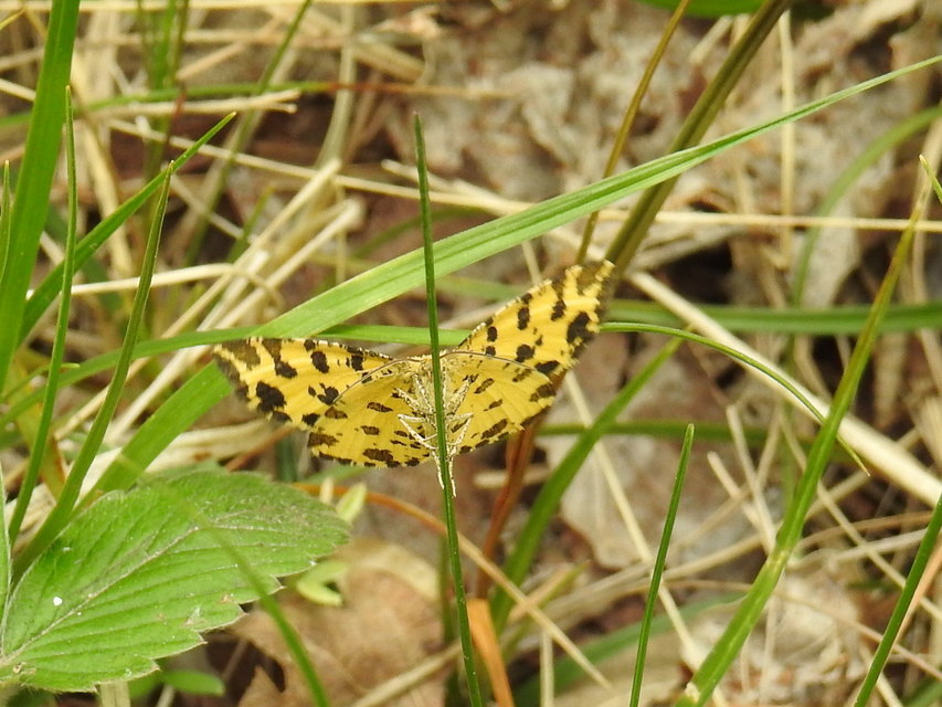 Pseudopanthera macularia - párducfoltos araszoló