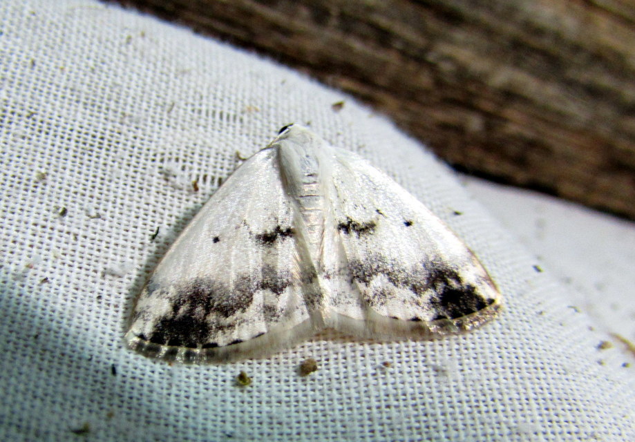 Lomographa temerata - foltos fehéraraszoló