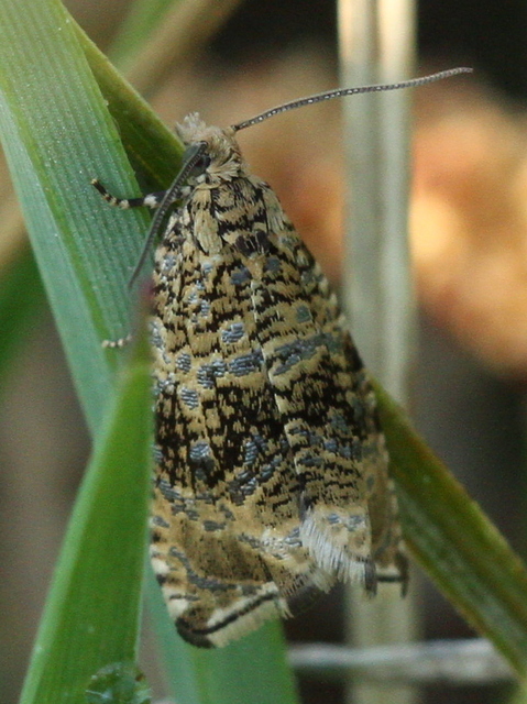 Celypha lacunana - vízparti tükrösmoly