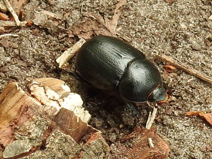 Pentodon idiota - butabogár
