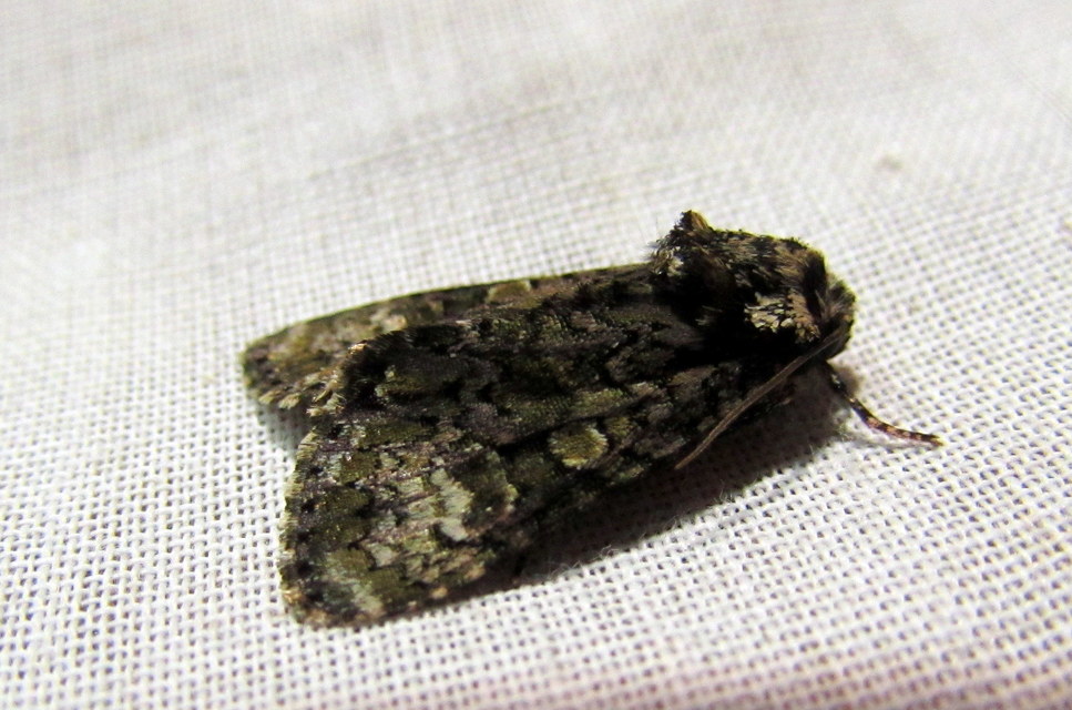 Craniophora ligustri - fagyalbagoly
