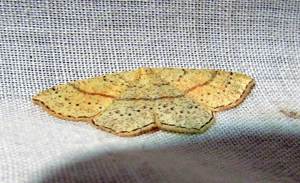Cyclophora punctaria - sávos pettyesaraszoló