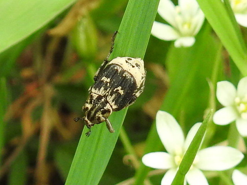 Valgus hemipterus - suta virágbogár