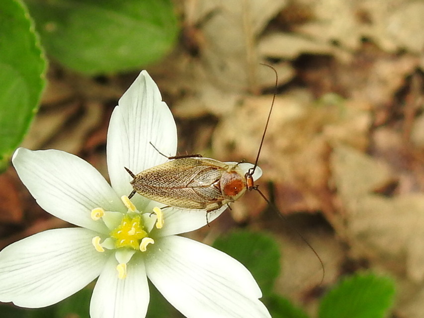 Ectobius erythronotus - sárgatorú erdeicsótány