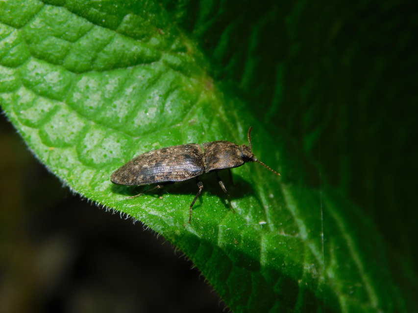 Agrypnus murinus - egérszínű pikkelyespattanó