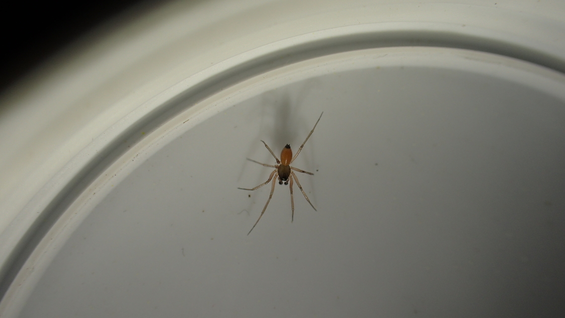 Ostearius melanopygius