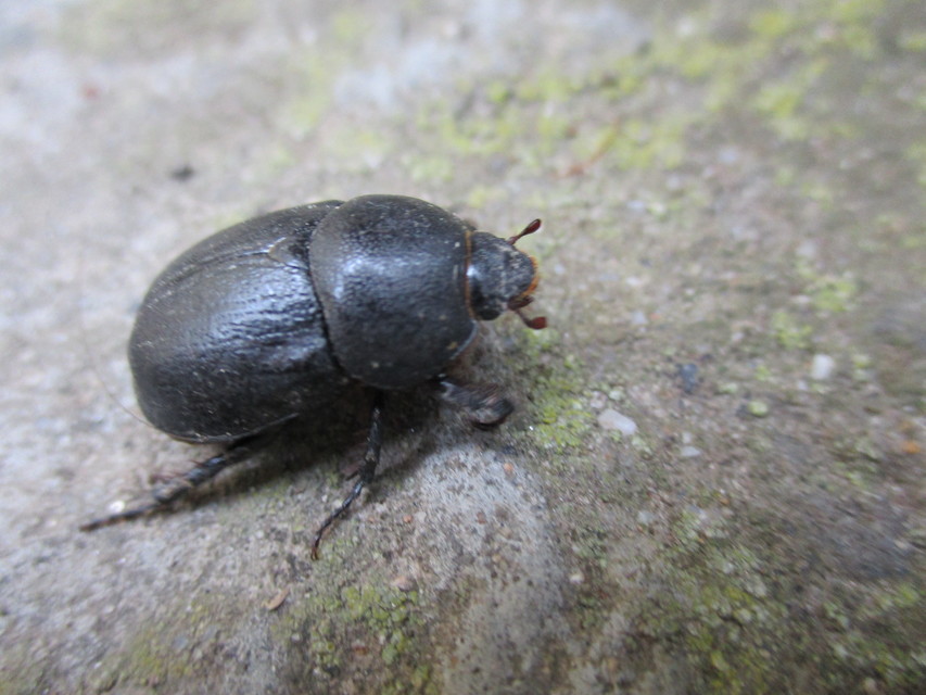 Pentodon idiota - butabogár
