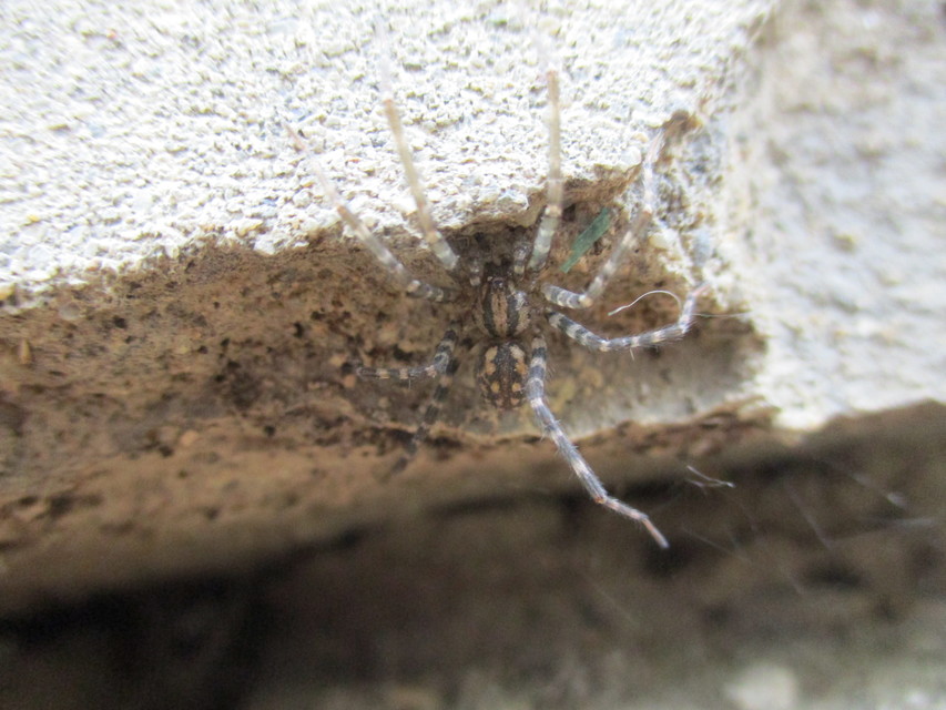 Tegenaria