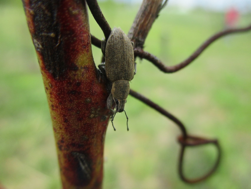 Tanymecus palliatus - közönséges hegyesfarúbarkó