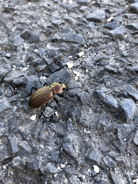 Carabus ulrichii - rezes futrinka Carabus ulrichii - rezes futrinka