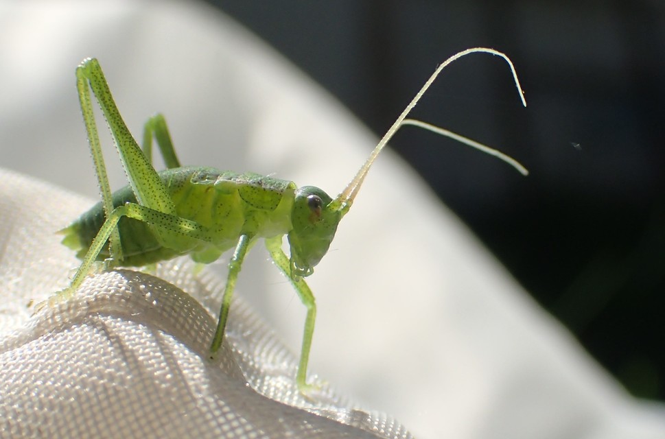 Isophya kraussii - erdei tarsza