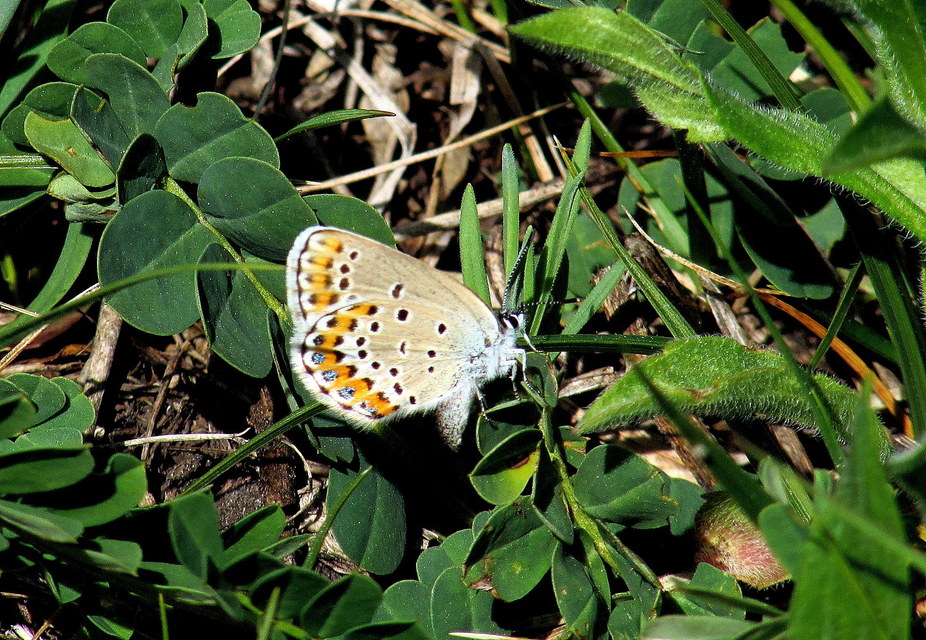 Plebejus argyrognomon - tintakék boglárka