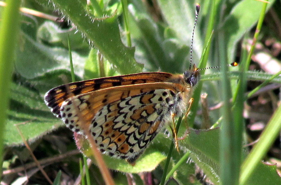 Melitaea cinxia - réti tarkalepke