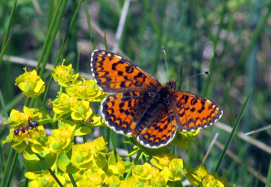 Melitaea trivia - kis tarkalepke