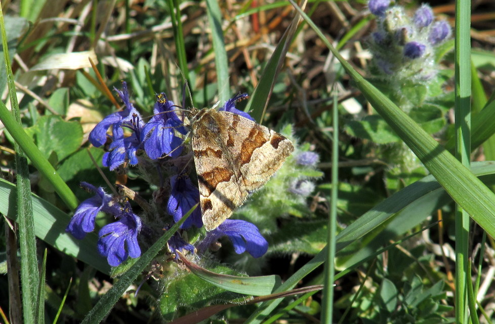 Euclidia glyphica - közönséges nappalibagoly