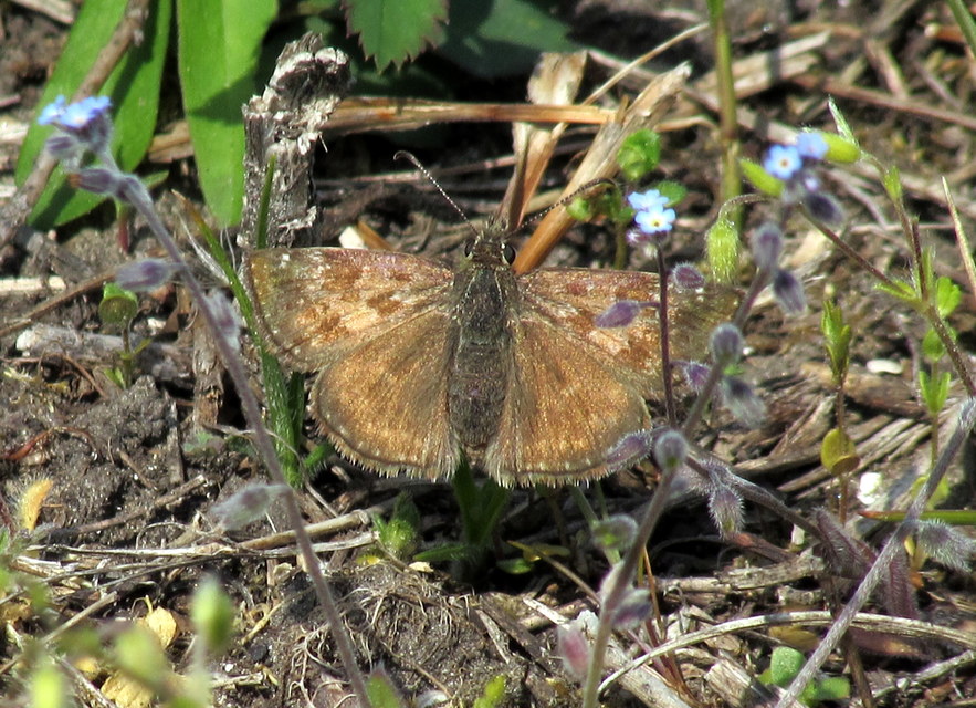 Erynnis tages - cigánylepke