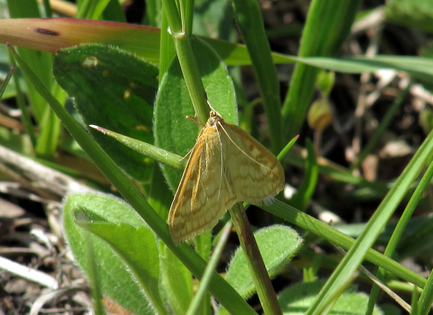 Sitochroa verticalis - világossárga dudvamoly