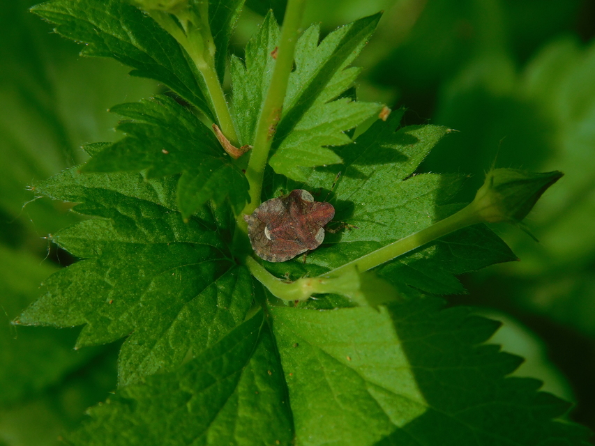 Dyroderes umbraculatus Dyroderes umbraculatus