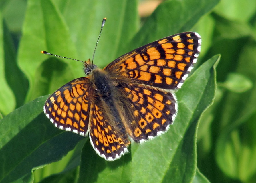 Melitaea cinxia - réti tarkalepke