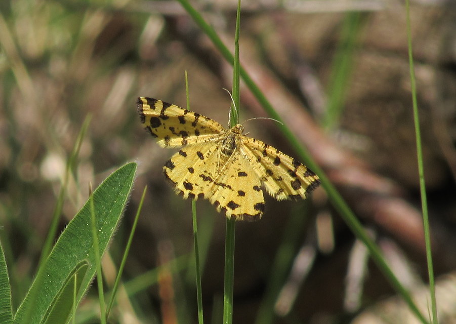 Pseudopanthera macularia - párducfoltos araszoló