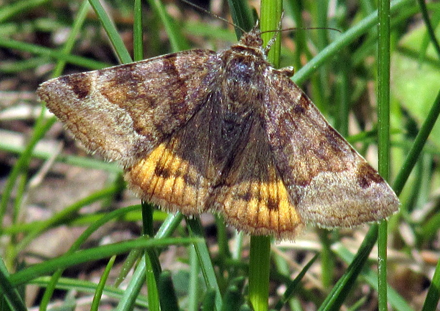 Euclidia glyphica - közönséges nappalibagoly