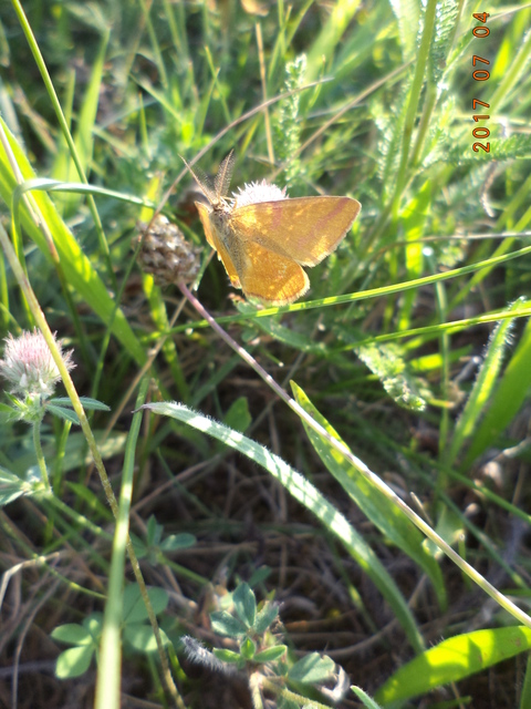 Lythria purpuraria - bíborsávos araszoló