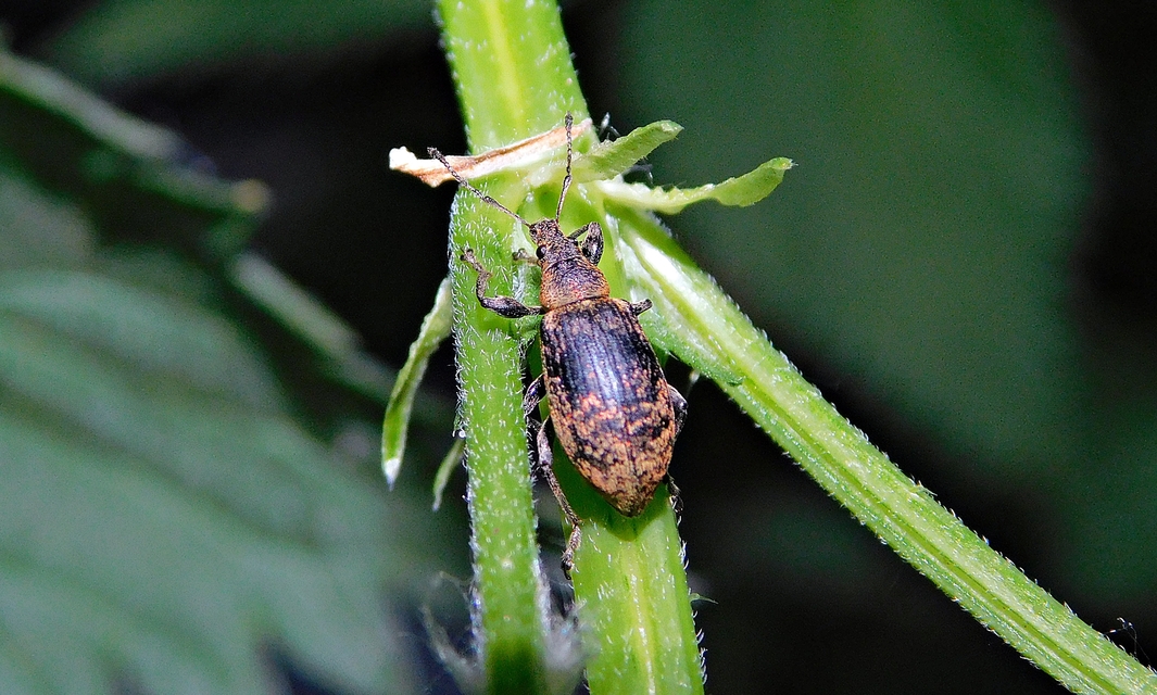 Phyllobius pomaceus - csalán-levélormányos