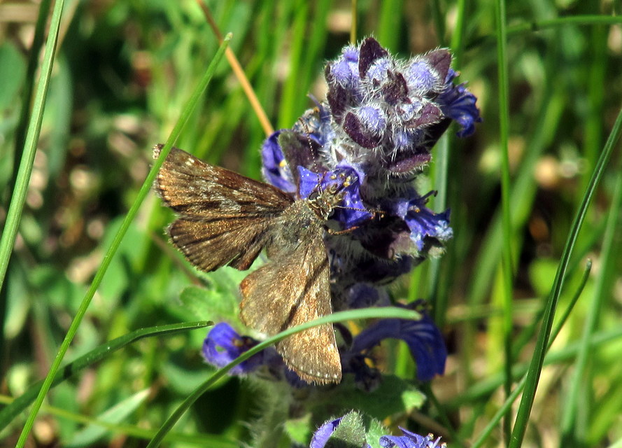 Erynnis tages - cigánylepke