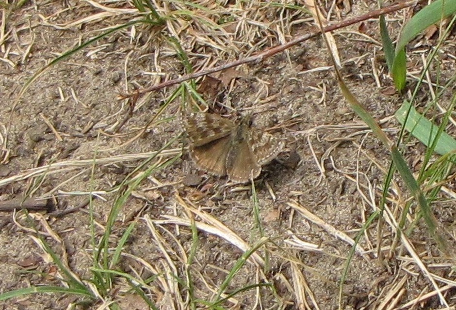 Erynnis tages - cigánylepke