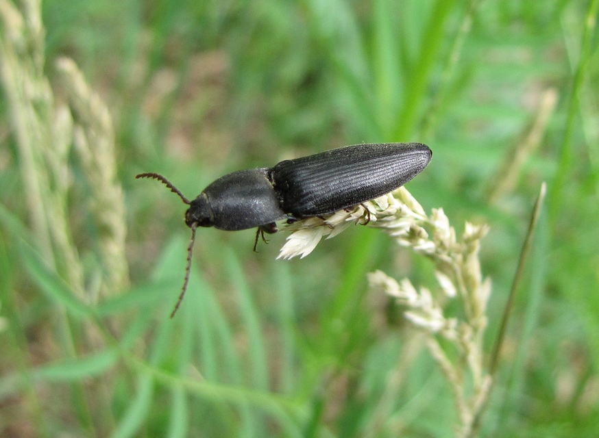Neopristilophus insitivus - lapos pattanó