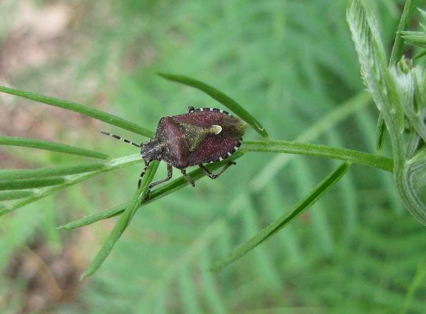 Dolycoris baccarum - közönséges bogyómászó-poloska Dolycoris baccarum - közönséges bogyómászó-poloska