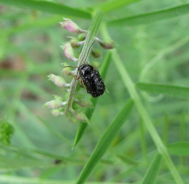 Cryptocephalus bameuli/flavipes