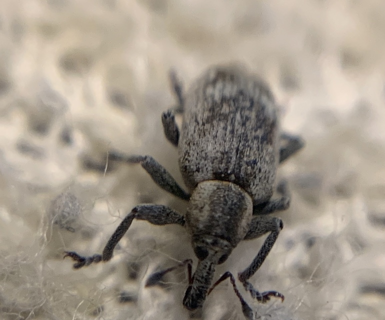 Hypera rumicis - sóska-pikkelyesormányos