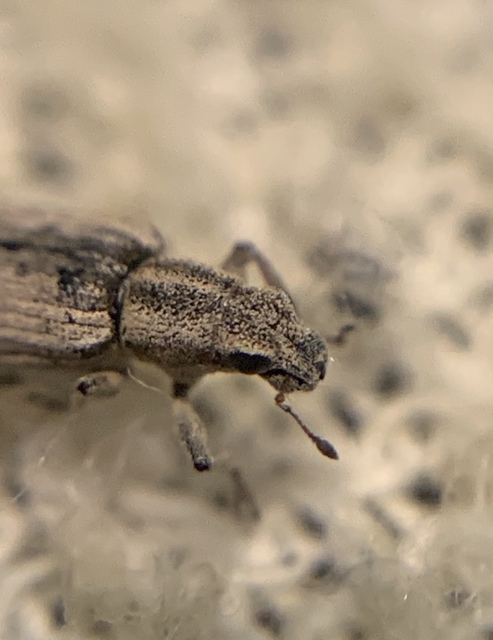 Sitona macularius - borsó-csipkézőbogár