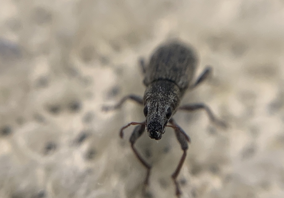Sitona lateralis - iglice-csipkézőbogár