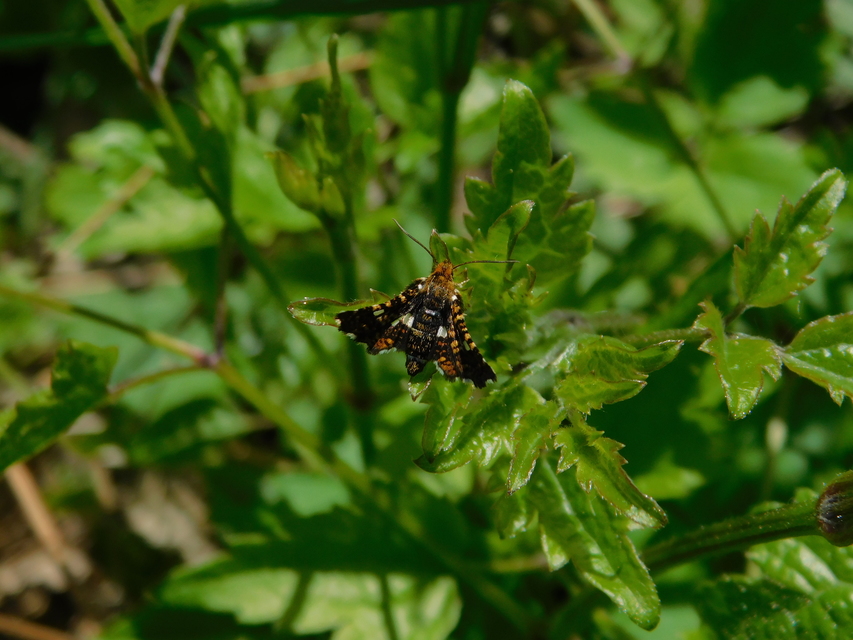 Thyris fenestrella - gyakori ablakosmoly