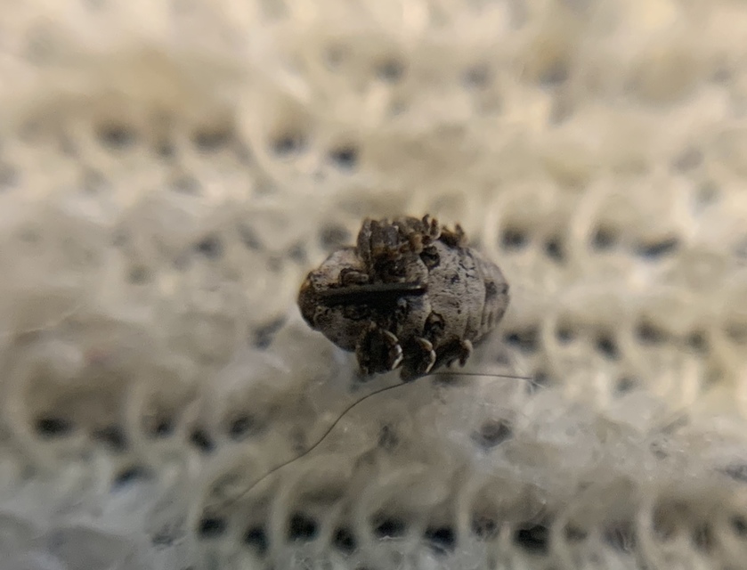 Glocianus distinctus - pitypang-gömbdedormányos