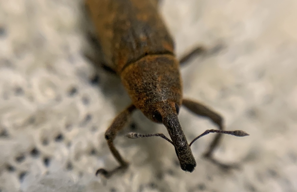 Lixus bardanae - lórom-dudvabarkó