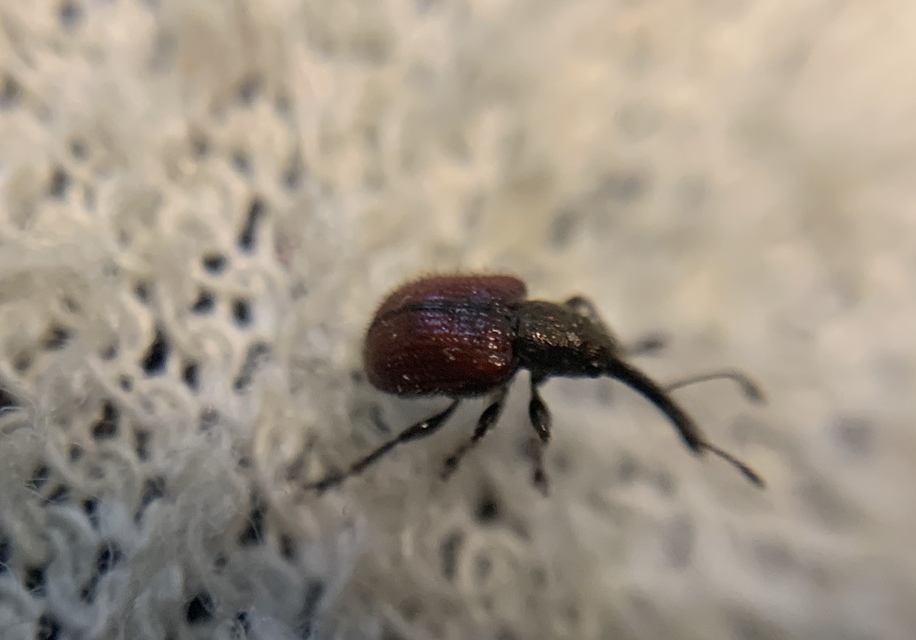 Tatianaerhynchites aequatus - piros kökényeszelény