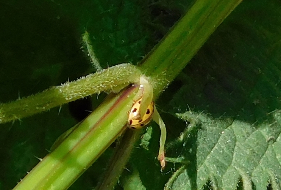 Propylea quatuordecimpunctata - tizennégypettyes füsskata