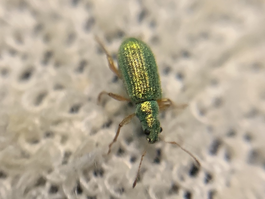 Polydrusus corruscus - kecskefűz-lombormányos