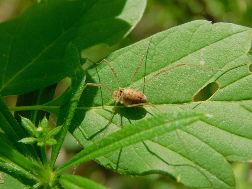 Rilaena triangularis