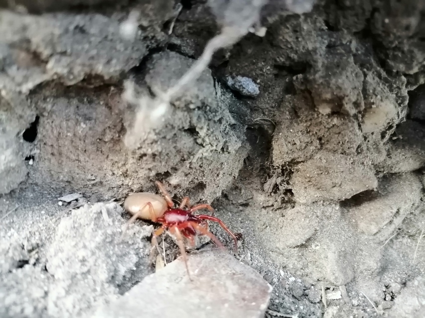 Dysdera