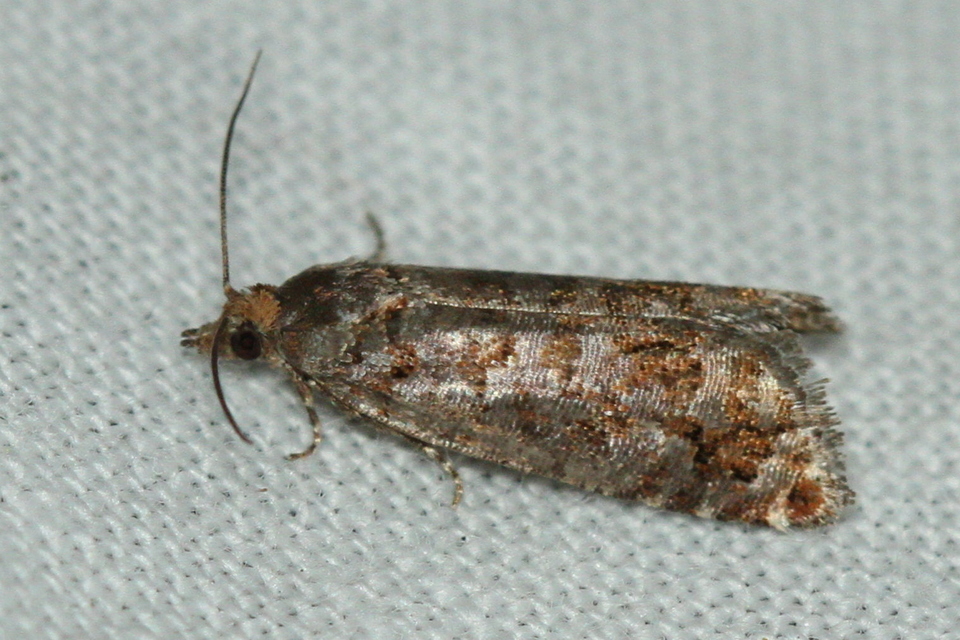 Gravitarmata margarotana - márványos gyantamoly