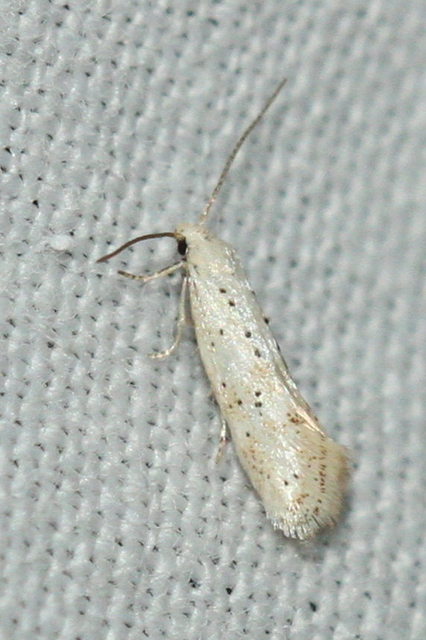 Elachista
