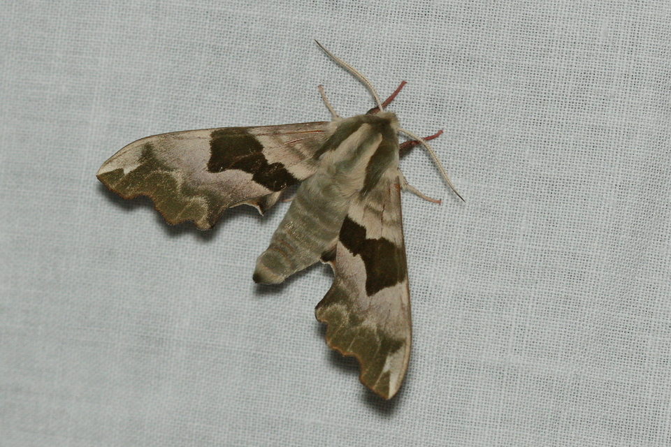 Mimas tiliae - hársfaszender